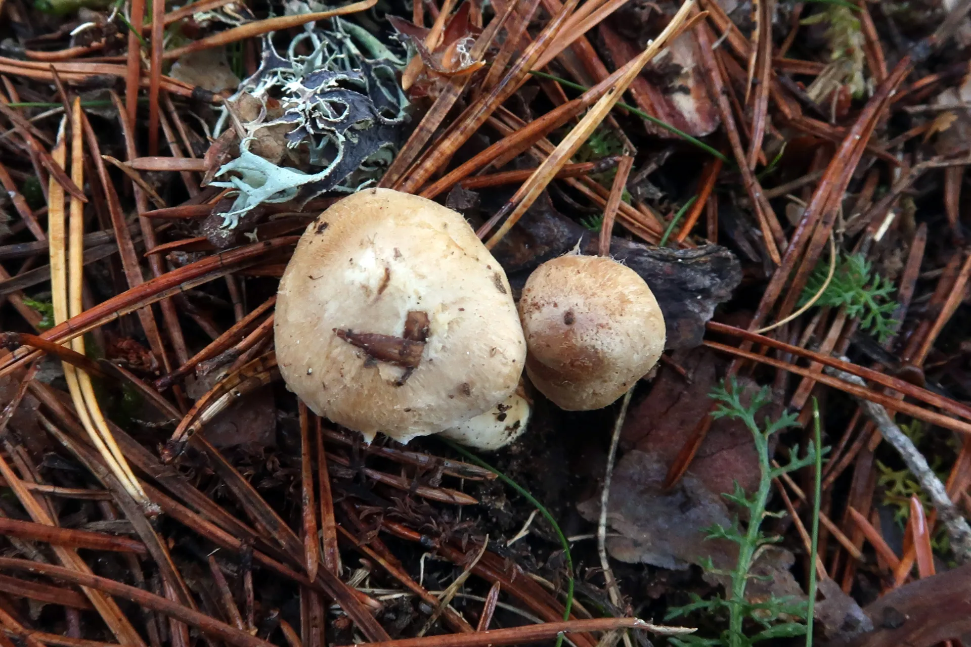 Inocybe posterula - 1 - IMG_8298